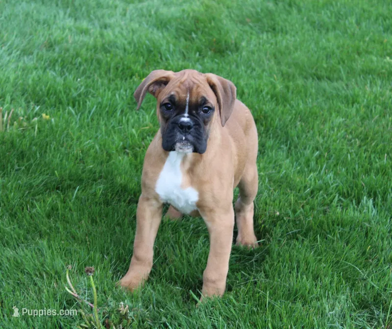 Felicia – Boxer puppy for sale in Shipshewana, IN
