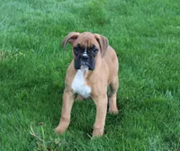 Felicia, a female Boxer for sale in Shipshewana, IN – Photo 1 of 5