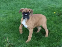Felicia, a female Boxer for sale in Shipshewana, IN – Photo 3 of 5