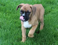 Felicia, a female Boxer for sale in Shipshewana, IN – Photo 4 of 5