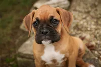 Baily, a female Boxer for sale in Shipshewana, IN – 7 of 10