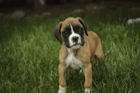 Scott, a male Boxer for sale in Shipshewana, IN – 5 of 10