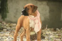 Remi, a male Boxer for sale in Shipshewana, IN – 2 of 7