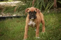 Baily, a female Boxer for sale in Shipshewana, IN – 8 of 10