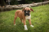 Arlo, a male Boxer for sale in Shipshewana, IN – 7 of 10