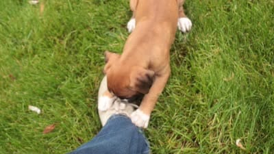 Crew, a male Boxer for sale in Shipshewana, IN – 8 of 8