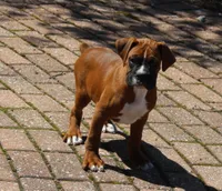 Atticus, a male Boxer for sale in Shipshewana, IN – 4 of 9