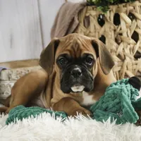 Tracker, a male Boxer for sale in Shipshewana, IN – Photo 1 of 9