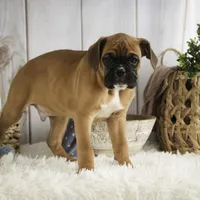 Tracker, a male Boxer for sale in Shipshewana, IN – Photo 3 of 9