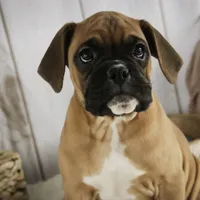 Tracker, a male Boxer for sale in Shipshewana, IN – Photo 2 of 9