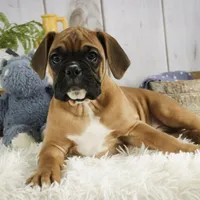 Tracker, a male Boxer for sale in Shipshewana, IN – Photo 6 of 9