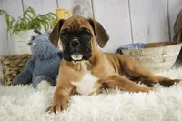 processed/a8691734-ec5d-4cae-919c-f7c884b6b56d/listing/211bc8f5-abcd-4d84-bbd2-c50c586d9d16/af9126db-5e2e-4b9e-8c5a-f80aecfcfe75