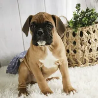 Tracker, a male Boxer for sale in Shipshewana, IN – Photo 7 of 9