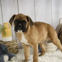Tracker, a male Boxer for sale in Shipshewana, IN – Photo 4 of 9