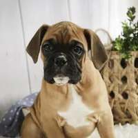 Tracker, a male Boxer for sale in Shipshewana, IN – Photo 5 of 9