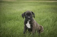 Skipper, a male Boxer for sale in Shipshewana, IN – 3 of 6