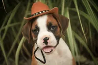 Burke, a male Boxer for sale in Shipshewana, IN – 8 of 8