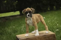 Gemma, a female Boxer for sale in Shipshewana, IN – 6 of 8