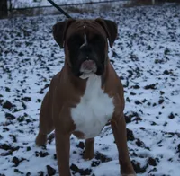 Lily, a female Boxer for sale in Shipshewana, IN – 9 of 10