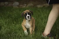 Scott, a male Boxer for sale in Shipshewana, IN – 7 of 10