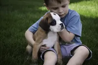 Dirk, a male Boxer for sale in Shipshewana, IN – Photo 5 of 10