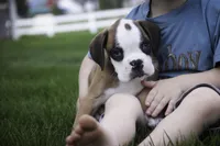 Dirk, a male Boxer for sale in Shipshewana, IN – Photo 6 of 10