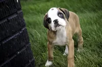 Dirk, a male Boxer for sale in Shipshewana, IN – Photo 9 of 10