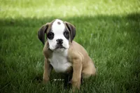 Dirk, a male Boxer for sale in Shipshewana, IN – Photo 8 of 10