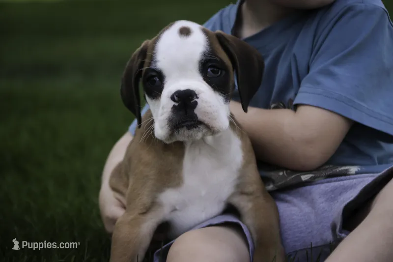 Dirk – Boxer puppy for sale in Shipshewana, IN