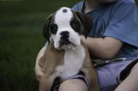 Dirk, a male Boxer for sale in Shipshewana, IN – Photo 1 of 10