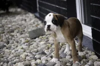 Dirk, a male Boxer for sale in Shipshewana, IN – Photo 7 of 10