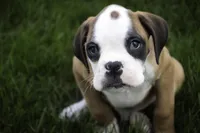 Dirk, a male Boxer for sale in Shipshewana, IN – Photo 3 of 10