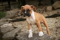 Arlo, a male Boxer for sale in Shipshewana, IN – 6 of 10
