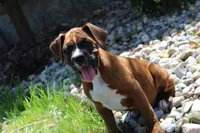 Atticus, a male Boxer for sale in Shipshewana, IN – 6 of 9
