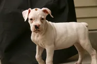 Lily, a female Boxer for sale in Shipshewana, IN – 8 of 10