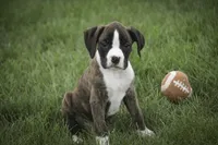 Zane, a male Boxer for sale in Shipshewana, IN – 5 of 5