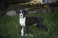 Jones, a male Boxer for sale in Shipshewana, IN – 2 of 8