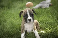 Rhett, a male Boxer for sale in Shipshewana, IN – 4 of 6