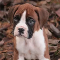 Asher, a male Boxer for sale in Shipshewana, IN – Photo 1 of 8