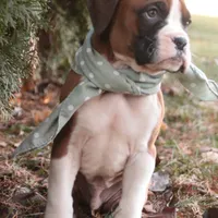 Asher, a male Boxer for sale in Shipshewana, IN – Photo 4 of 8