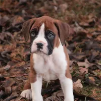 Asher, a male Boxer for sale in Shipshewana, IN – Photo 5 of 8