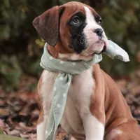 Asher, a male Boxer for sale in Shipshewana, IN – Photo 7 of 8