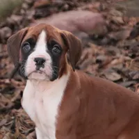 Asher, a male Boxer for sale in Shipshewana, IN – Photo 3 of 8