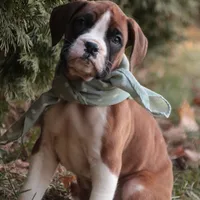 Asher, a male Boxer for sale in Shipshewana, IN – Photo 8 of 8
