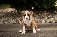 Rex, a male Boxer for sale in Shipshewana, IN – 6 of 9
