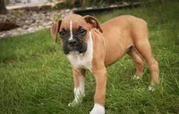 Arlo, a male Boxer for sale in Shipshewana, IN – 2 of 10