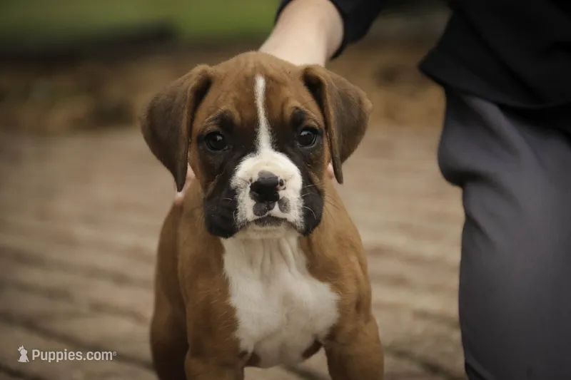 Tara, a female Boxer for sale in Shipshewana, IN – 1 of 8
