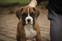 Tara, a female Boxer for sale in Shipshewana, IN – 1 of 8