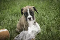 Rhett, a male Boxer for sale in Shipshewana, IN – 6 of 6