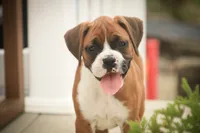 Lily, a male Boxer for sale in Shipshewana, IN – 8 of 9